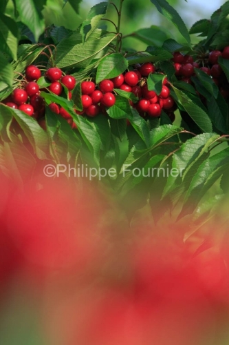 IMG_13062857_RECOLTE_CERISES_REVERCHON_GUILLAUME_JOUVE_LUSSAS_AR