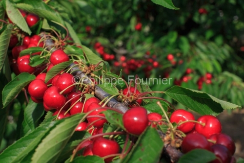 IMG_13062859_RECOLTE_CERISES_REVERCHON_GUILLAUME_JOUVE_LUSSAS_AR