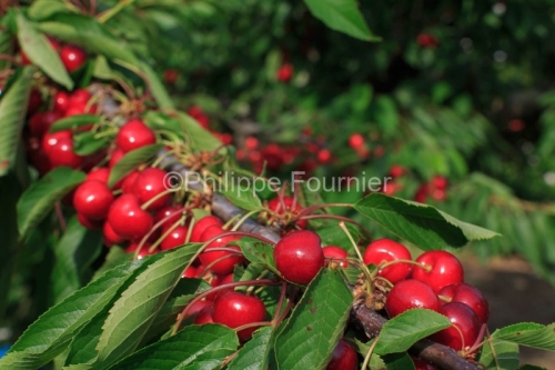 IMG_13062860_RECOLTE_CERISES_REVERCHON_GUILLAUME_JOUVE_LUSSAS_AR