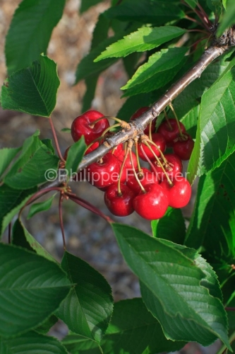 IMG_13062862_RECOLTE_CERISES_REVERCHON_GUILLAUME_JOUVE_LUSSAS_AR