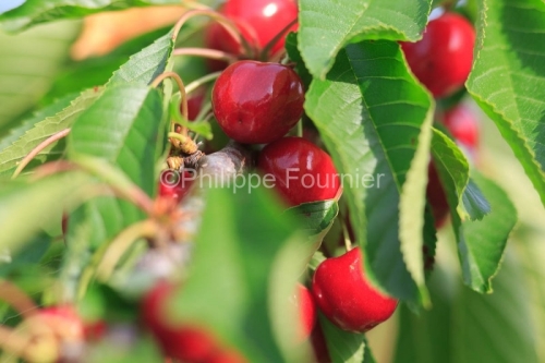 IMG_13062868_RECOLTE_CERISES_REVERCHON_GUILLAUME_JOUVE_LUSSAS_AR