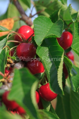 IMG_13062870_RECOLTE_CERISES_REVERCHON_GUILLAUME_JOUVE_LUSSAS_AR