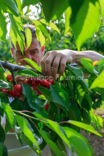 IMG_13062895_RECOLTE_CERISES_REVERCHON_GUILLAUME_JOUVE_LUSSAS_AR