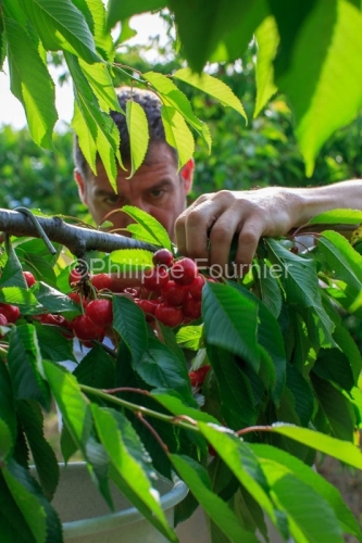 IMG_13062897_RECOLTE_CERISES_REVERCHON_GUILLAUME_JOUVE_LUSSAS_AR