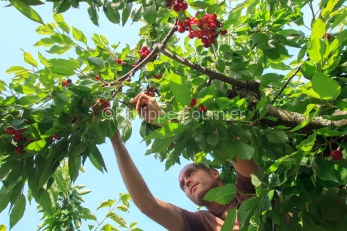 IMG_13062928_RECOLTE_CERISES_REVERCHON_GUILLAUME_JOUVE_LUSSAS_AR