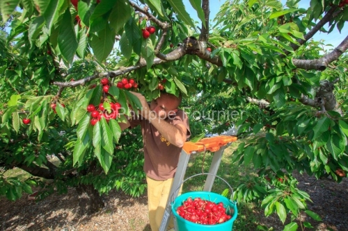 IMG_13062953_RECOLTE_CERISES_REVERCHON_GUILLAUME_JOUVE_LUSSAS_AR