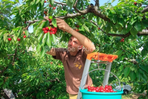 IMG_13062963_RECOLTE_CERISES_REVERCHON_GUILLAUME_JOUVE_LUSSAS_AR