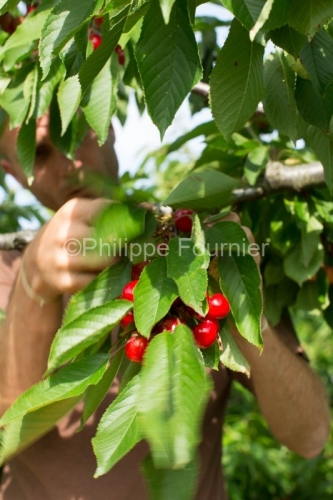 IMG_13062974_RECOLTE_CERISES_REVERCHON_GUILLAUME_JOUVE_LUSSAS_AR