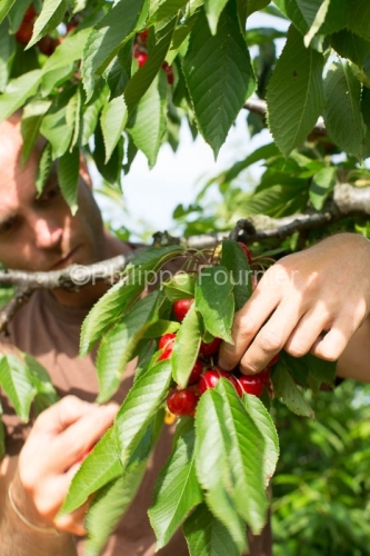 IMG_13062975_RECOLTE_CERISES_REVERCHON_GUILLAUME_JOUVE_LUSSAS_AR