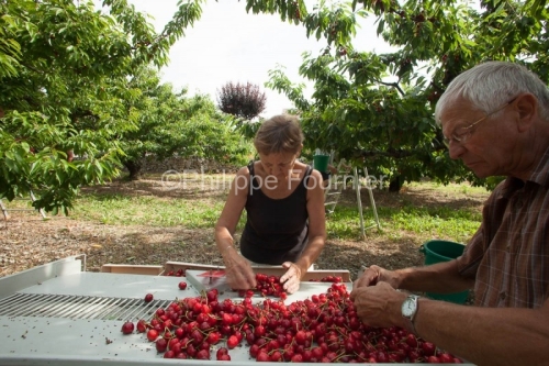 IMG_13062989_RECOLTE_CERISES_REVERCHON_GUILLAUME_JOUVE_LUSSAS_AR