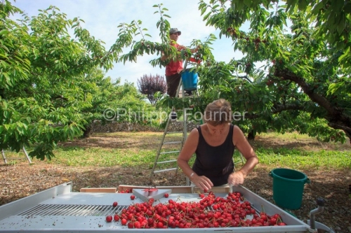 IMG_13062991_ARDECHE (07)  LUSSAS GUILLAUME JOUVE ARBORICULTEUR