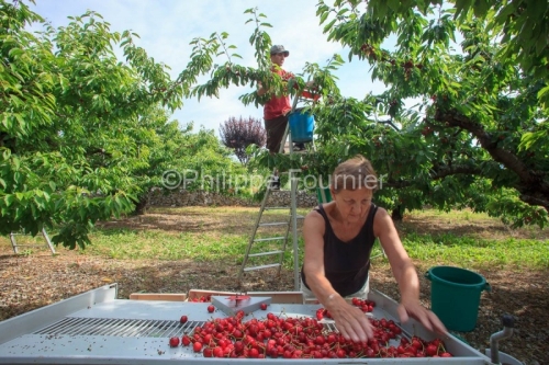 IMG_13062992_RECOLTE_CERISES_REVERCHON_GUILLAUME_JOUVE_LUSSAS_AR
