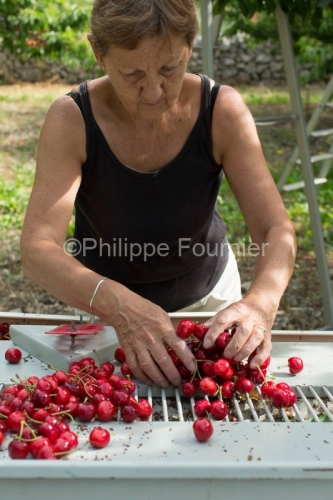 IMG_13062995_RECOLTE_CERISES_REVERCHON_GUILLAUME_JOUVE_LUSSAS_AR