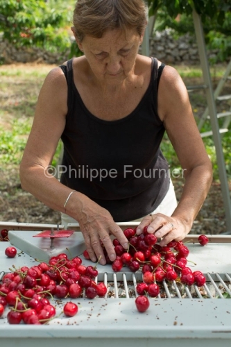 IMG_13062996_RECOLTE_CERISES_REVERCHON_GUILLAUME_JOUVE_LUSSAS_AR