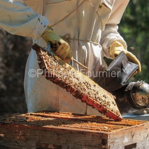 Apiculture