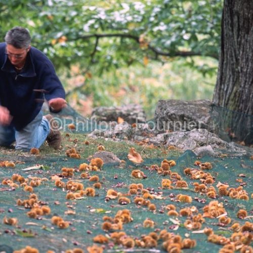 Castaneiculture