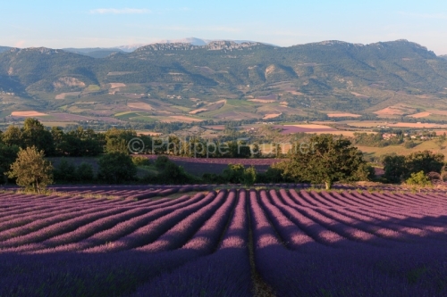 IMG_18060486_drome (26)  bellecombe tarendol drôme provençale