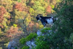 IMG_18041476_Ardeche (07) saint remeze reserve naturelle des gor