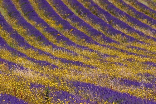 IMG_30487_ALPES DE HAUTE PROVENCE (04) SIMIANE LA ROTONDE PAYSAG