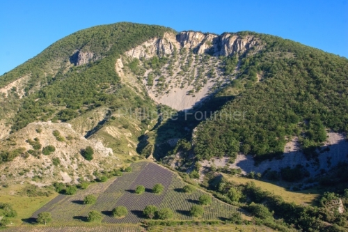 IMG_30559_DROME (26) LE BARRET DE LIOURE (PARC NATUREL REGIONAL