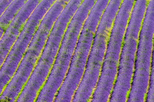 IMG_30720_ARDECHE (07) GRAS CHAMP DE LAVANDES