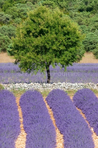 IMG_30730_ARDECHE (07) GRAS CHAMP DE LAVANDES