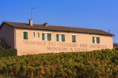 IMG_4002_SAONE ET LOIRE (71) ROMANECHE THORINS, VIGNOBLE MOULIN