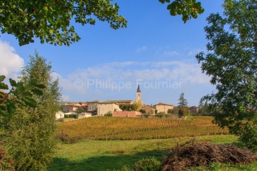 IMG_40029_Rhone (69) romaneche thorins, le vignoble