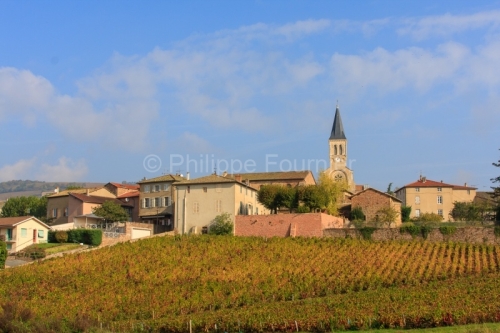 IMG_40032_Rhone (69) romaneche thorins, le vignoble