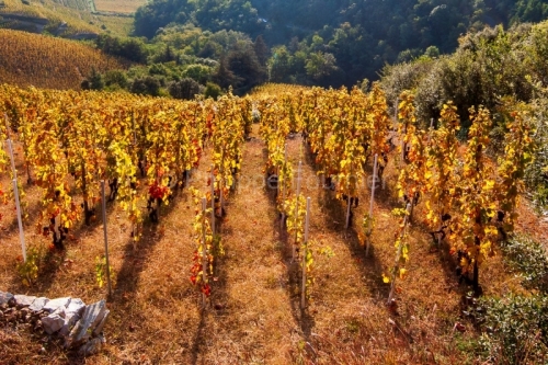 IMG_59940_ARDECHE (07) CORNAS LE VIGNOBLE à L'AUTOMNE CéPAGE SYRAH