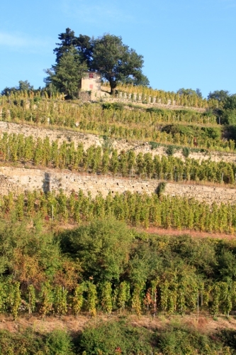 IMG_59952_ARDECHE (07) CORNAS VINS DES CôTES DU RHôNE LE VIGNO