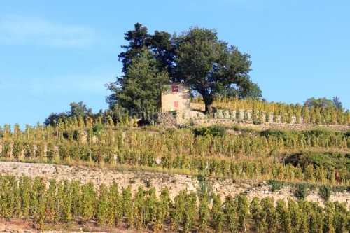 IMG_59956_ARDECHE (07) CORNAS VINS DES CôTES DU RHôNE LE VIGNO
