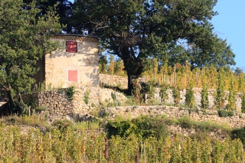 IMG_59959_ARDECHE (07) CORNAS VINS DES CôTES DU RHôNE LE VIGNO
