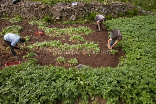 IMG_280411355_ARDECHE (07) CHALENCON VALLéE DE L'EYRIEUX CULTURE EN TERRASSE RéCOLTE DE POMMES DE TERRE PRIMEUR DéLICATESS FABIEN ANDRE ET VERONIQUE MOINS EXPLOITANT AGRICOLE GAEC DE LABROT