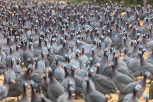 IMG_280411361_ARDECHE (07) SAINT JULIEN LABROUSSE (PARC NATUREL