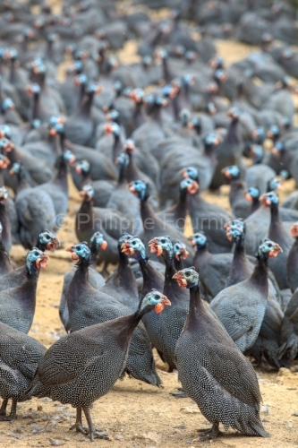 IMG_280411370_ARDECHE (07) SAINT JULIEN LABROUSSE (PARC NATUREL