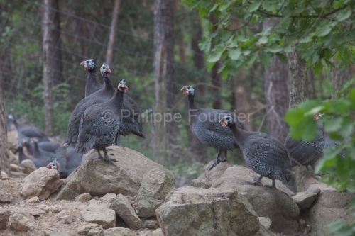 IMG_280411380_ARDECHE (07) SAINT JULIEN LABROUSSE (PARC NATUREL