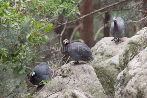 IMG_280411397_ARDECHE (07) SAINT JULIEN LABROUSSE (PARC NATUREL