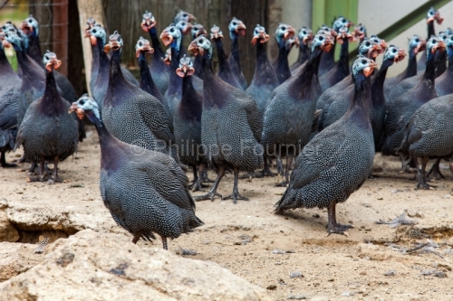 IMG_280411505_ARDECHE (07) SAINT JULIEN LABROUSSE (PARC NATUREL
