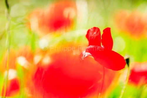 IMG_12050693_Ardèche (07) Grospierres Nature fleur de coquelico