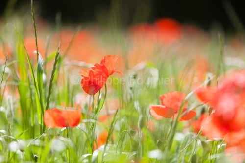 IMG_12050701_Ardèche (07) Grospierres Nature fleur de coquelico