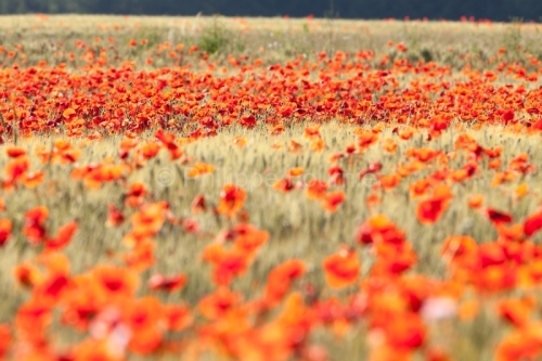 IMG_12051087_Ardèche (07) Grospierres Nature fleur de coquelico