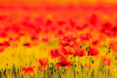 IMG_12051106_Ardèche (07) Grospierres Nature fleur de coquelico