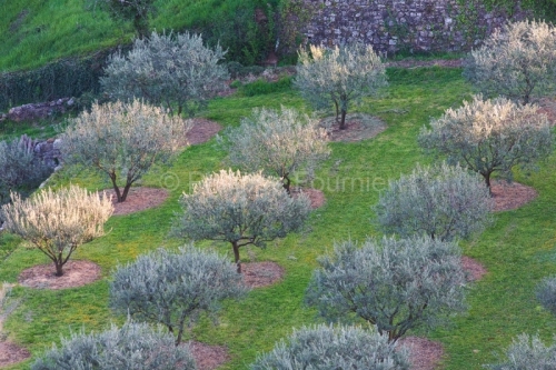 IMG_13046341_ARDECHE (07) BANNE VILLAGE DE CARACTERE OLIVERAIE (