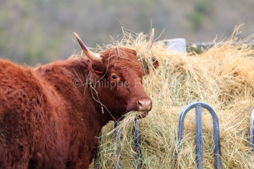 IMG_13046594_ARDECHE (07) VILLENEUVE DE BERG VACHE DE RACE Saler
