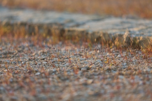 IMG_13046675_Ardèche (07) Patrimoine Alba la Romaine AIRE A POR