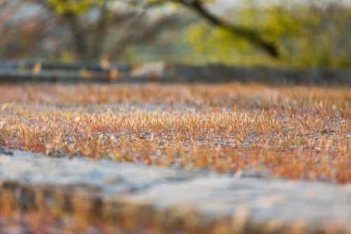IMG_13046676_Ardèche (07) Patrimoine Alba la Romaine AIRE A POR