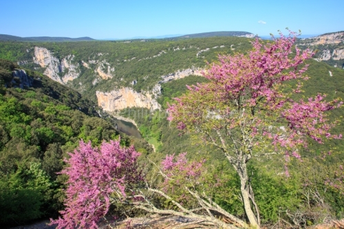 IMG_13057260_Ardeche (07) saint remeze reserve naturelle des gor