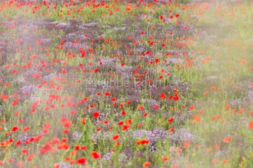 IMG_13060550_ARDECHE (07) GROSPIERRES PAYSAGE COQUELICOTS THYM E