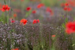 IMG_13060552_ARDECHE (07) GROSPIERRES PAYSAGE COQUELICOTS THYM E